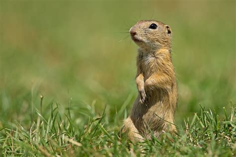 Суслик песчаник - картинки и фото poknok.art