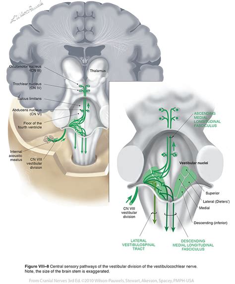 Vestibular Nerve Pathway