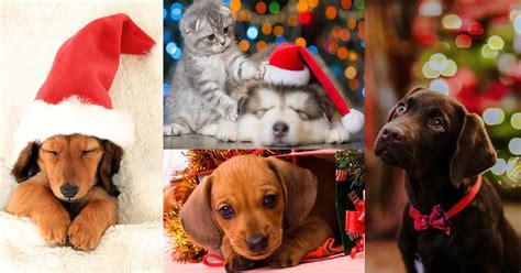 21 Of The Cutest Christmas Puppies [PICTURES] - Dog Blog