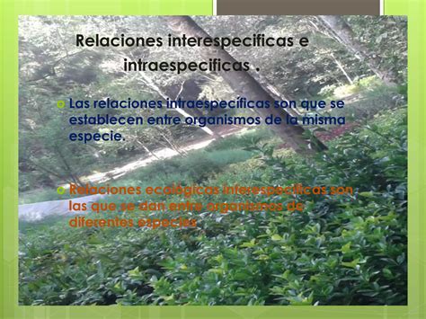 Ecologia Relaciones Interespecificas E Intraespecificas Ppt