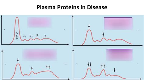 Plasma Proteins Diagram | Quizlet