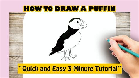 How To Draw A PUFFIN YouTube