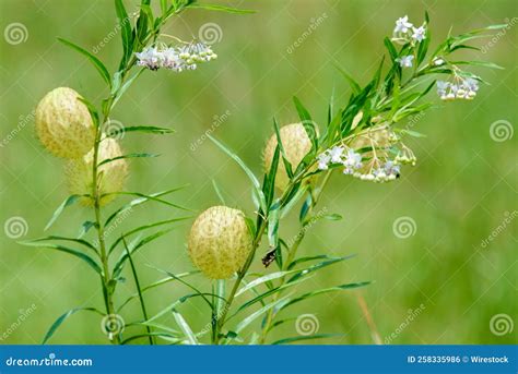 Closeup of Gomphocarpus Physocarpus, Commonly Known As Hairy Balls