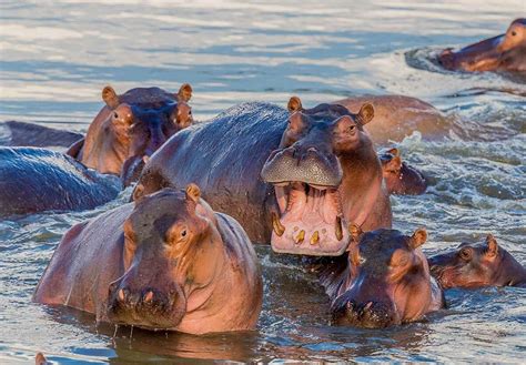 WORLD HIPPO DAY - February 15, 2025 - National Today