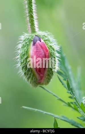 Poppy Papaver Rhoeas Flower Bud Kent Uk Spring Stock Photo Alamy