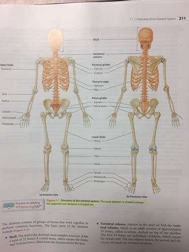 Chapter A P Flashcards Quizlet