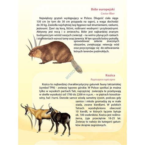 Zwierzęta chronione w Polsce ścienna plansza dydaktyczna