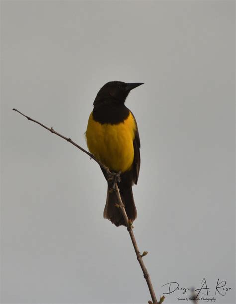 Pecho Amarillo Común Pseudoleistes virescens EcoRegistros