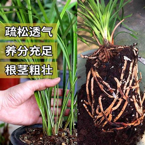 兰花专用土兰花土兰花营养土松树皮植料君子兰专用土多肉土虎窝淘