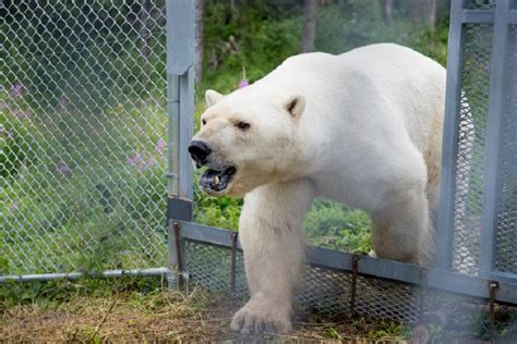 First International Volunteers Arrive At Cochrane Polar Bear Habitat