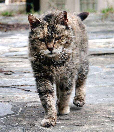 Lista De Animais De Fazenda E Suas Características