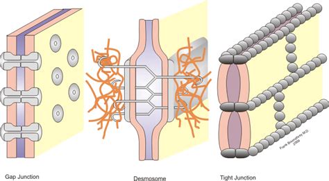 Cellcell Interaction Wikipedia