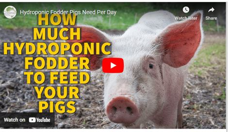 Beginners Guide Hydroponic Fodder Production For Pigs Pdf