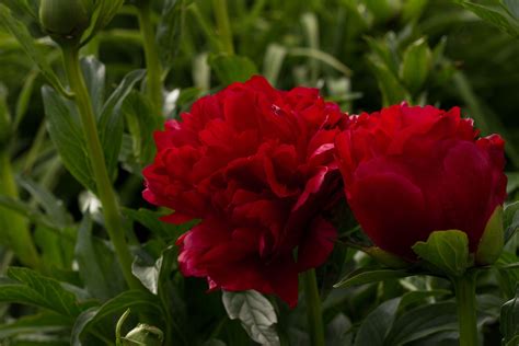 Paeonia 'Christmas Velvet' - Садовые ноты