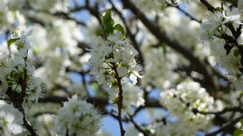 Free Images Tree Nature Branch White Fruit Leaf Flower Bloom