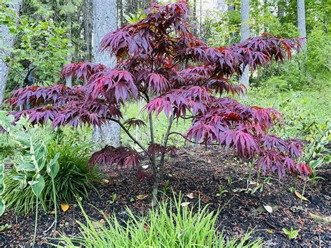 Photo Of The Entire Plant Of Japanese Maple Acer Palmatum Oregon