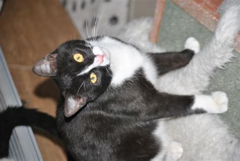 Silver Gato En Adopci N En Orihuela Alicante Bamb Difunde