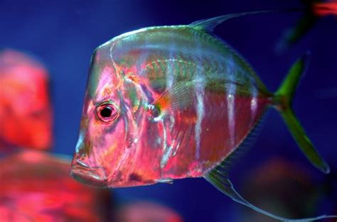 Fish hide in the ocean by manipulating how light reflects off skin ...