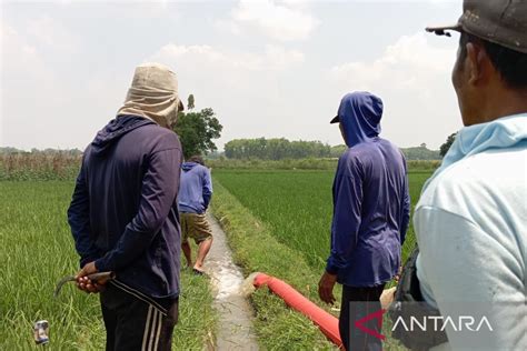 Distan Oku Timur Atasi Kekeringan Di Lahan Pertanian Tiga Desa Antara