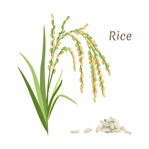 Premium Vector Rice Plant And Heap Of Seeds Vector Illustration