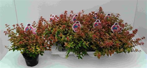 Abelia X Grandiflora Lady Summerdream — Plant Wholesale Floraccess