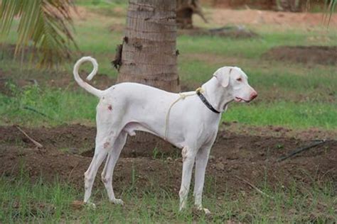 Rajapalayam Dog Photos - PetsWall