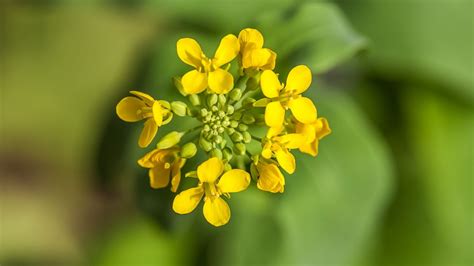 Le Pouvoir Des Plantes La Moutarde Que Des Bienfaits Cultiver