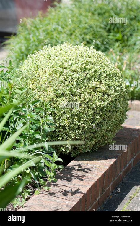 Buxus Sempervirens Elegantissima Stock Photo Alamy