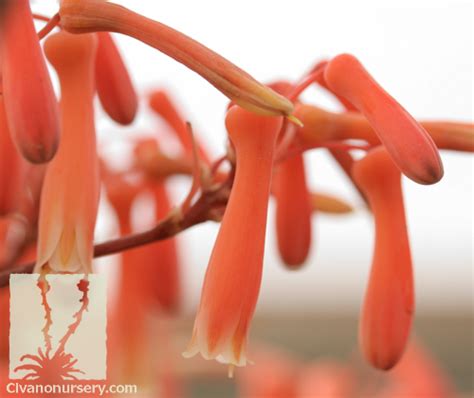 Coral Aloe Aloe Striata Civano Nursery