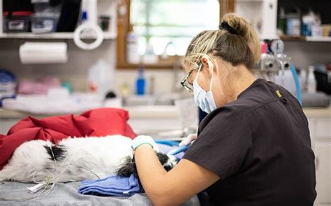 How To Become A Vet Tech In 5 Steps Petdesk