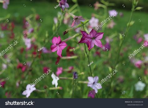 Flowering Ornamental Tobacco Plant Nicotiana Sanderae Stock Photo