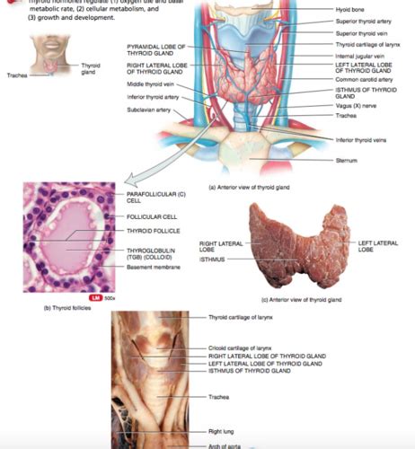 187 Thyroid Gland Flashcards Quizlet