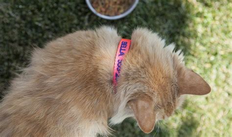 Personalized Cat Collars - Qualtry