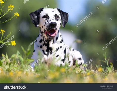 Summer Portrait Cute Dalmatian Dog Black Stock Photo 1124451662