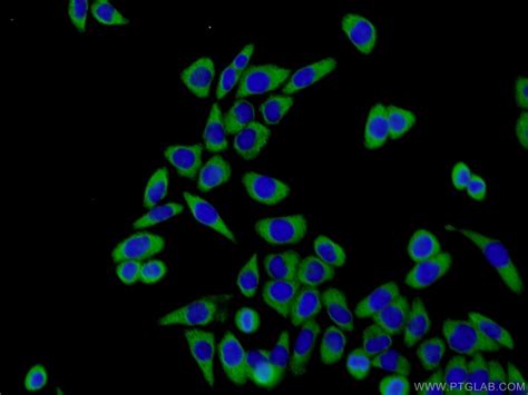 Eif S Antibody Ap Proteintech