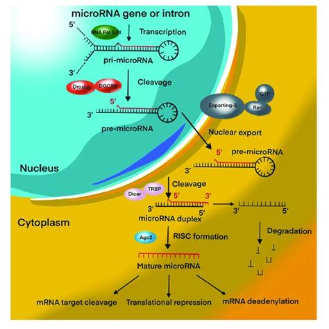 Mirna Biogenesis Pathway Overview Schematic Representation Of