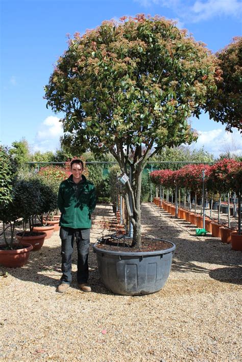 Photinia Red Robin Multi Stem Shrub Olive Grove Oundle