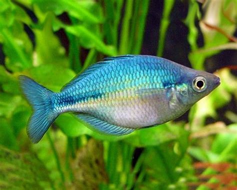 Blue Rainbow 4cm Aquarium Fish Tropical Fish Tropical Fish Aquarium