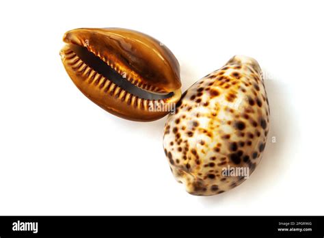 Cypraea Mauritania And Cypraea Tigris Shells Isolated On White