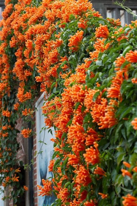 Best Climbing Plants In Australia Wall Climbing Plants Creepers