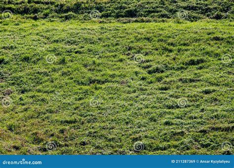 Imagem De Fundo Do Campo De Relva Exuberante Imagem De Stock Imagem