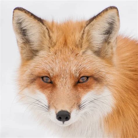 Fox Face Stock Photos Royalty Free Fox Face Images Depositphotos