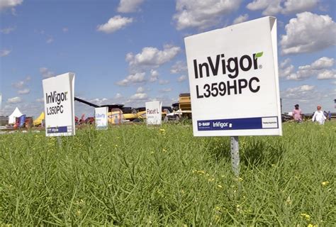 New Crop Protection Products Canola Hybrids From Basf Grainews