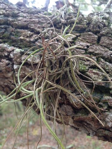 Ball Moss Spc Florida Plants Inaturalist