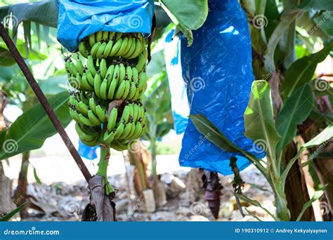 Cavendish Bananas Plantations Bunches Are Encased In Plastic Bags For