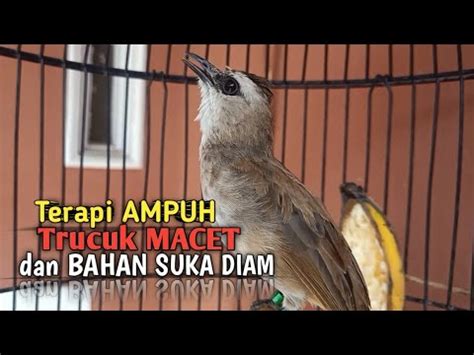 Trucuk Betina Memanggil Jantan Suara Alam LIAR Agar Trucukan Gacor