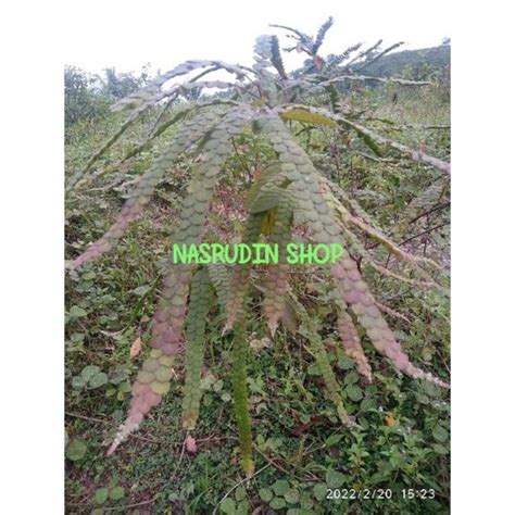 Jual Tanaman Hias Ekor Naga Phyllodium Pulchellum Tanaman Hias Sisik