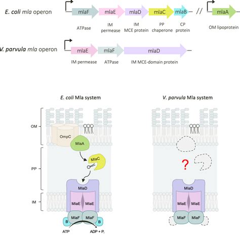 Comparison Of Mla Operons In V Parvula And E Coli In E Coli The Mla