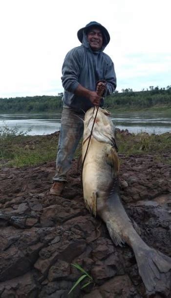 Misiones Pescaron un manguruyú de 80 kilos en el Paraná