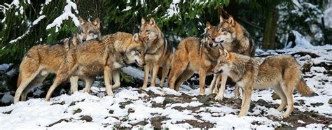 Wolfsrudel Hundepension Buchhellertal